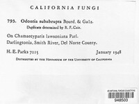 Crustomyces subabruptus image